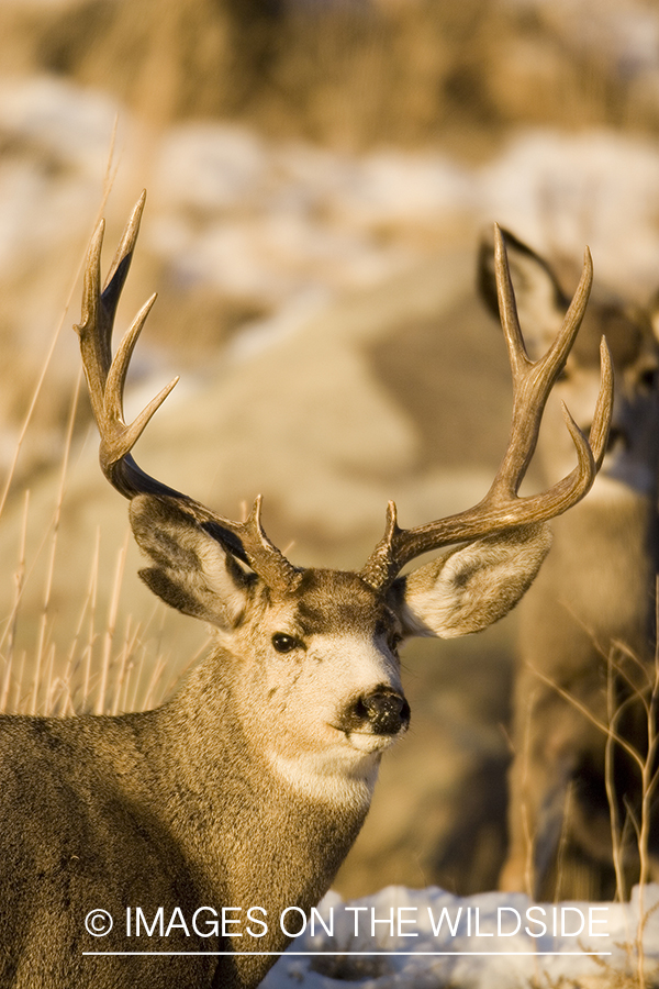 Mule deer in habitat.