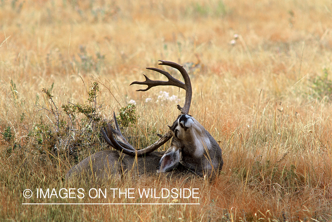 Mule deer buck in habitat. 