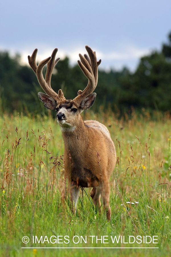 Mule deer buck in habitat. 