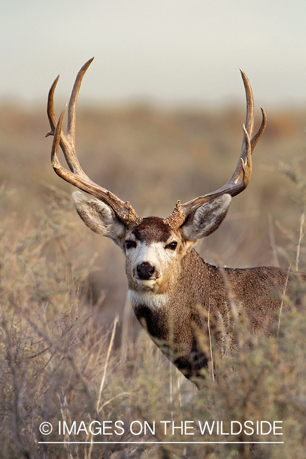 Mule Deer buck in habitat.