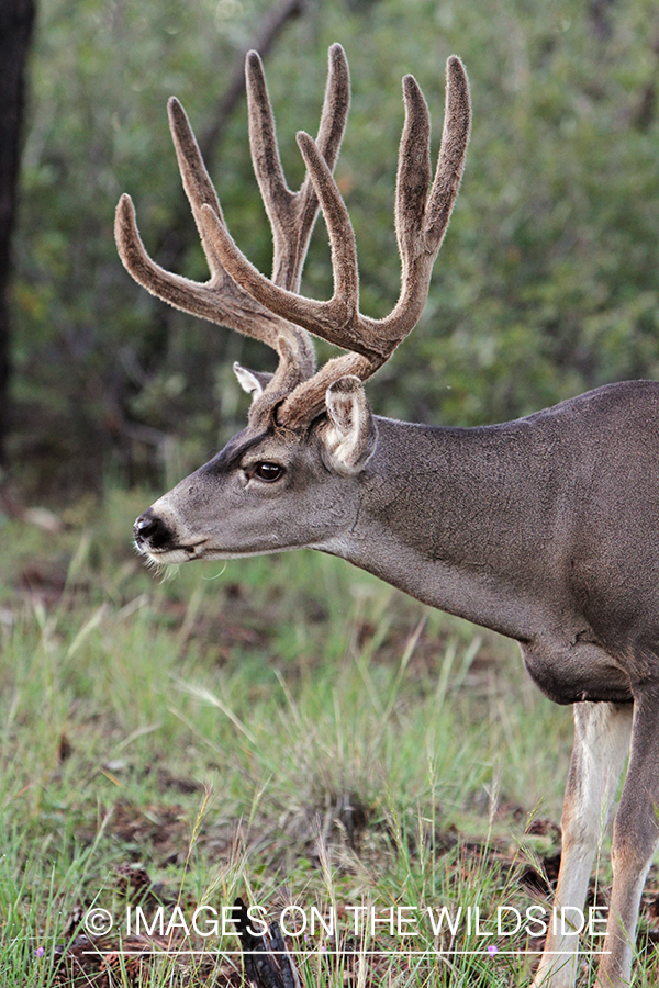 Mule deer buck in habitat.