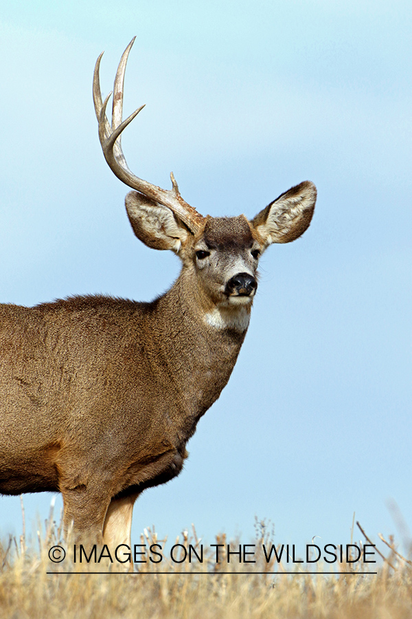 Mule deer buck with one shed. 