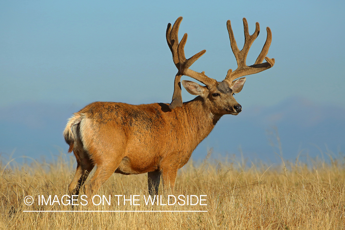 Mule deer buck in velvet.