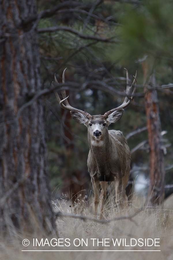 Mule deer buck in field.