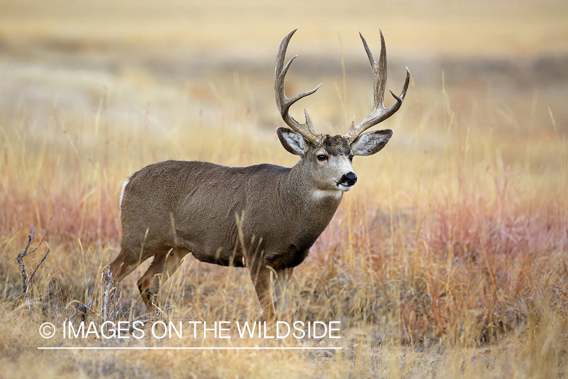 Mule deer buck in field.