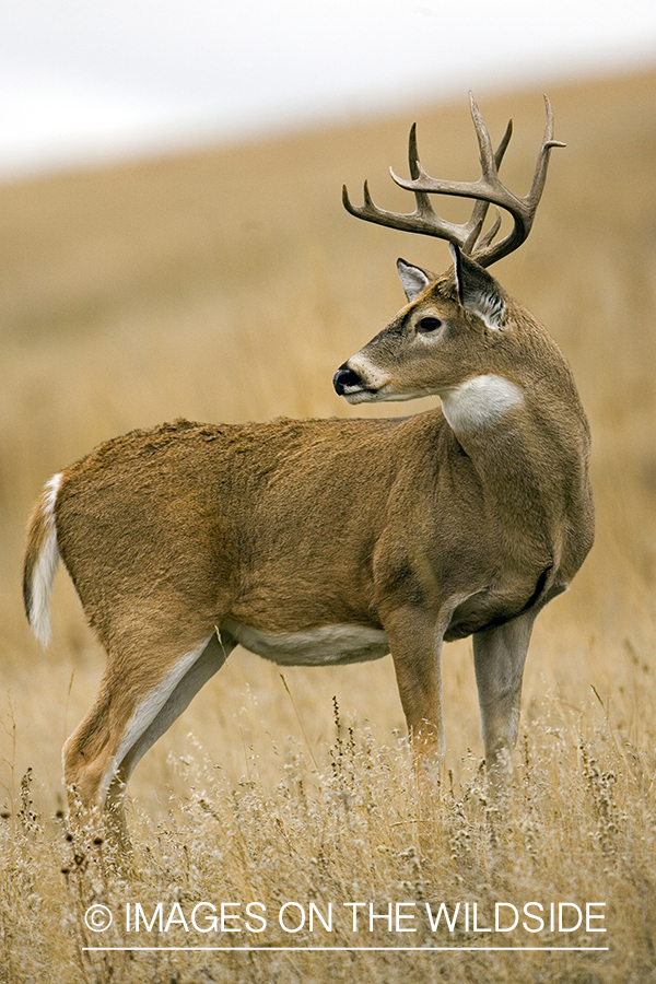 White-tailed buck.