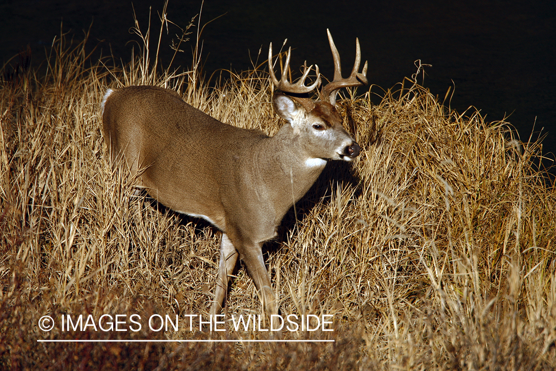 Whitetail Buck