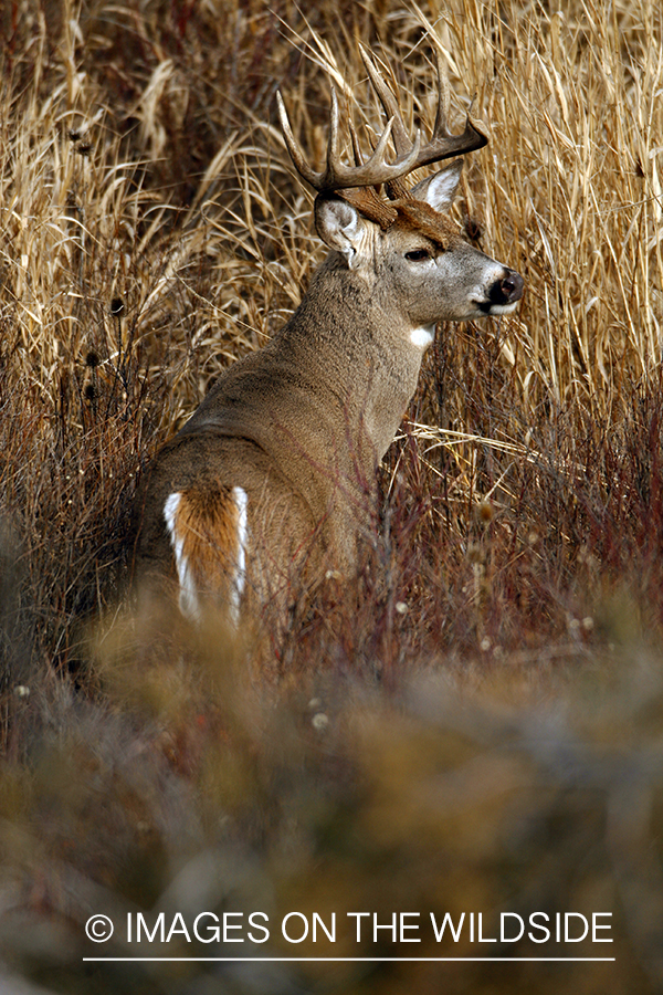 Whitetail Buck