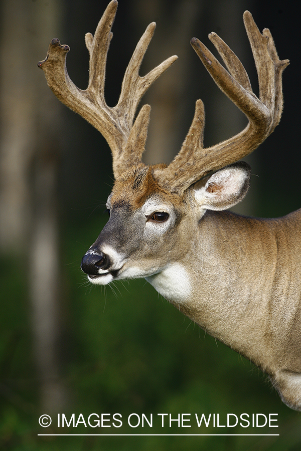 Whitetail buck in velvet