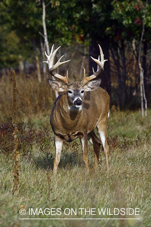 Whitetail buck in habitat