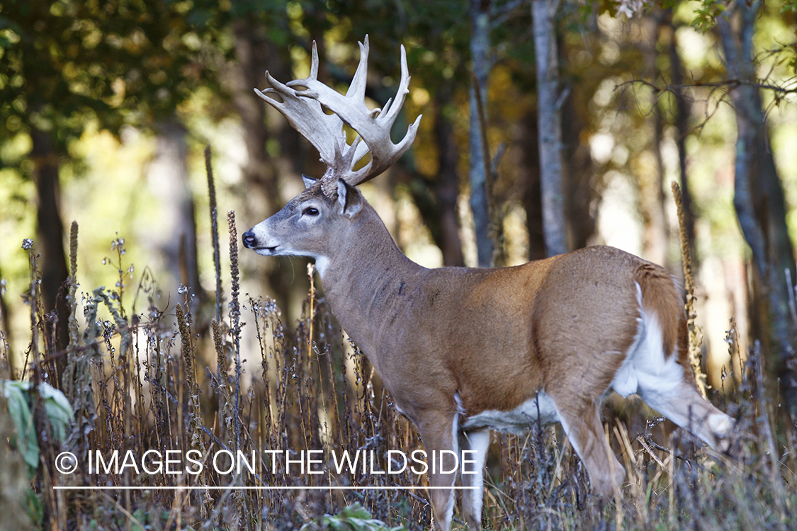 Whitetail buck in habitat