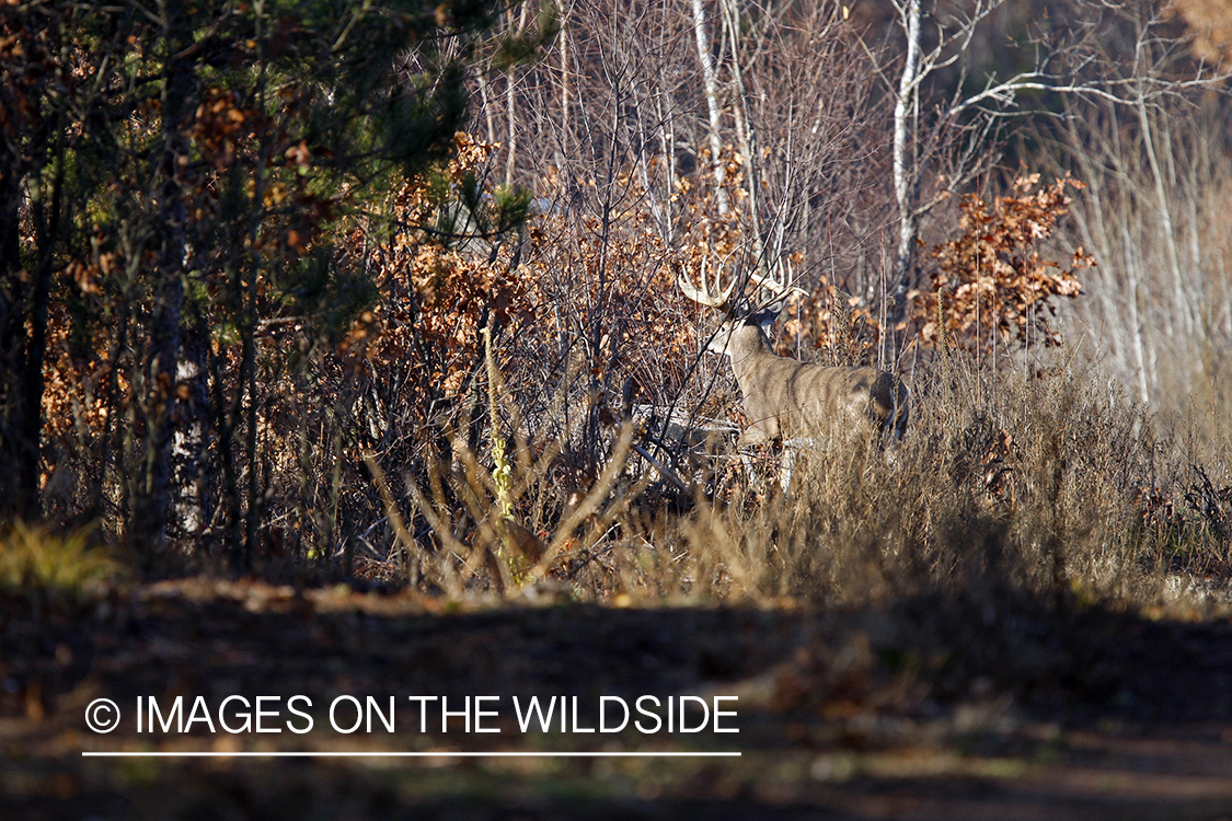 Whitetail buck in habitat