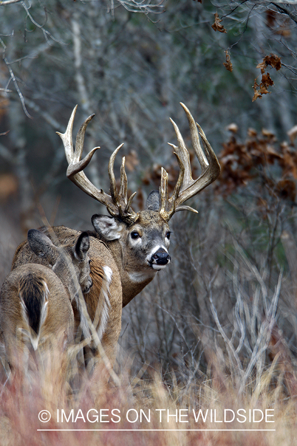 Whitetail deer in habitat.