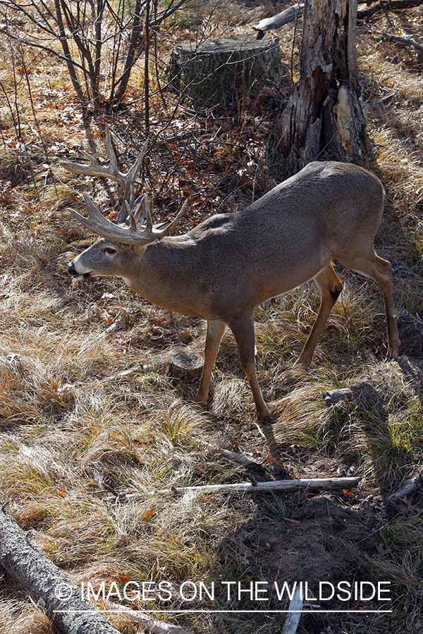 Whitetail buck in habitat.