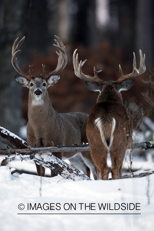 White-tailed buck in habitat.