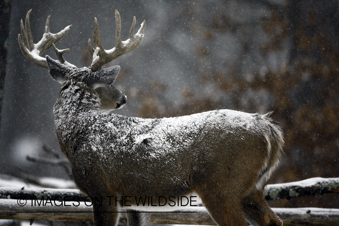 White-tailed buck in habitat.