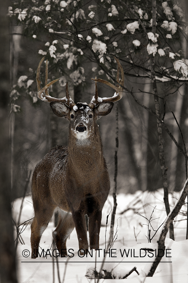 White-tailed buck in habitat. (Original image # 00271-044.07D)