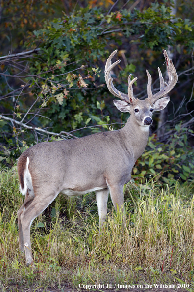 White-tailed buck in habitat in the velvet