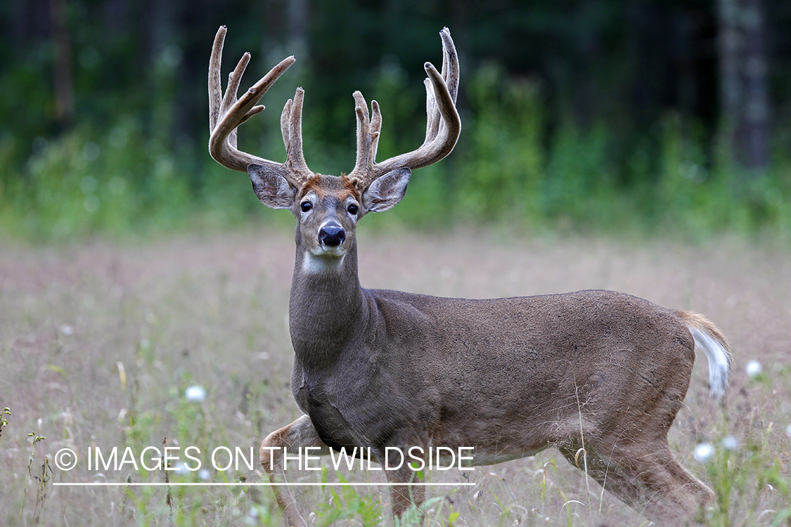 White-tailed buck in velvet 