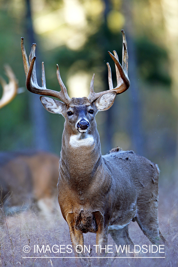 White-tailed buck in habitat. *