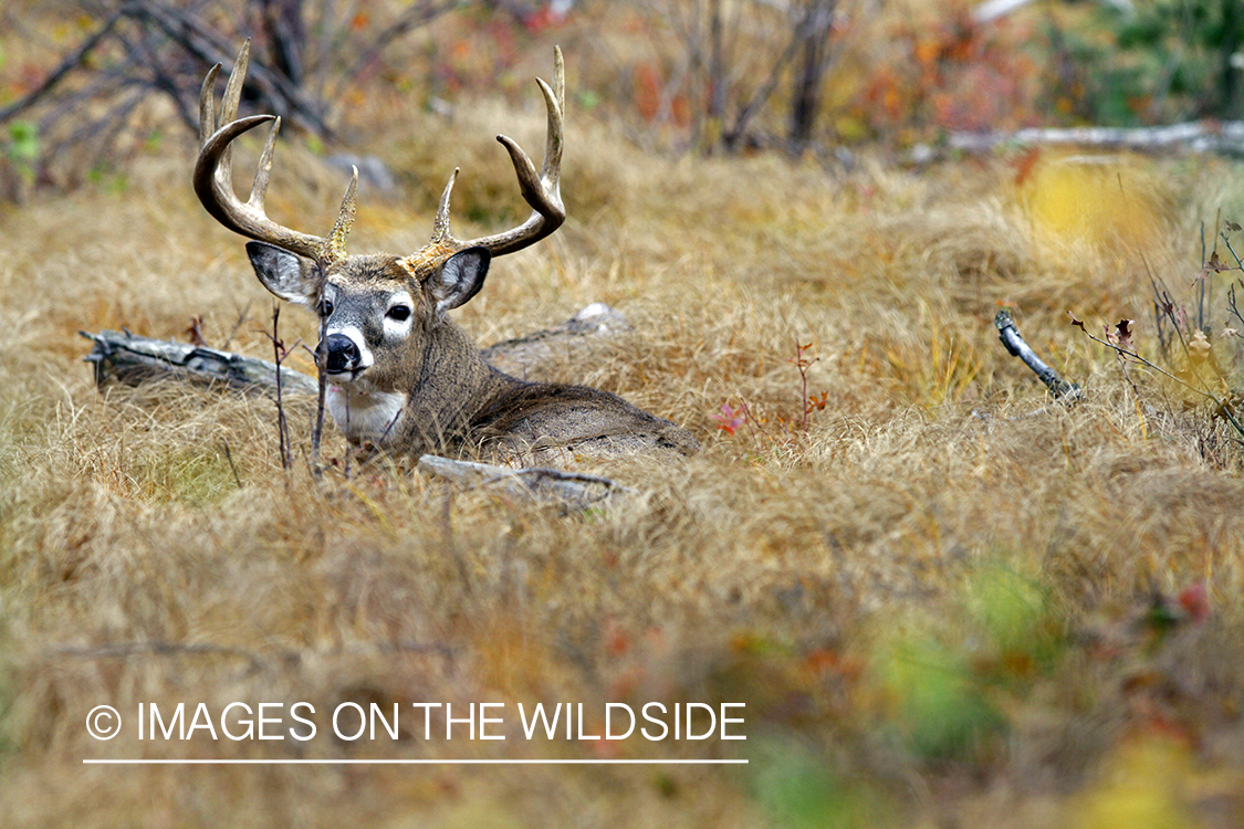 White-tailed buck in habitat. *