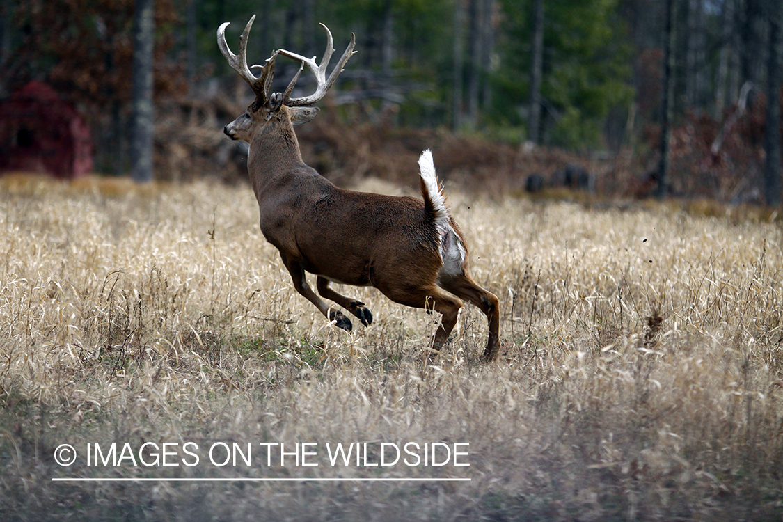 White-tailed buck running in habitat. 