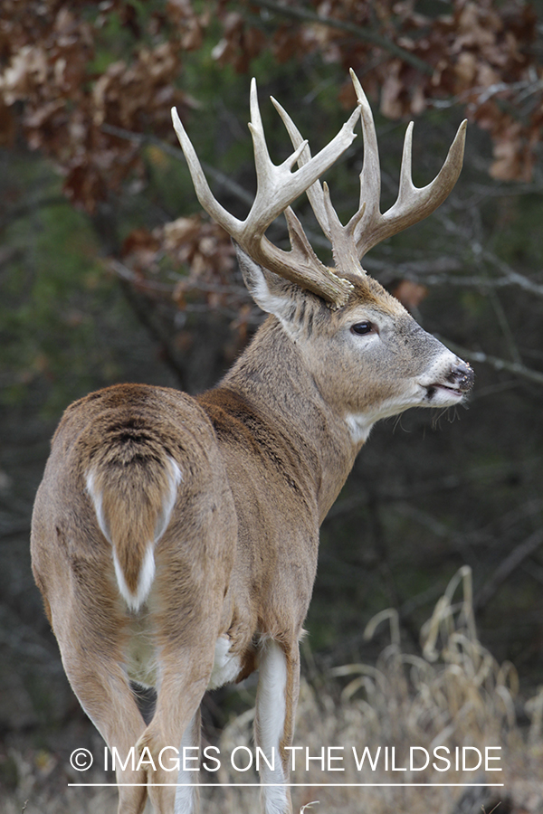 White-tailed buck in habitat. 