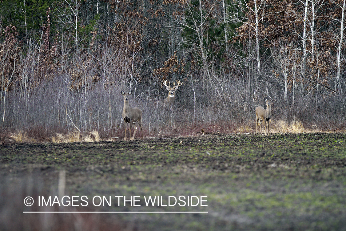 White-tailed buck with does in habitat. *