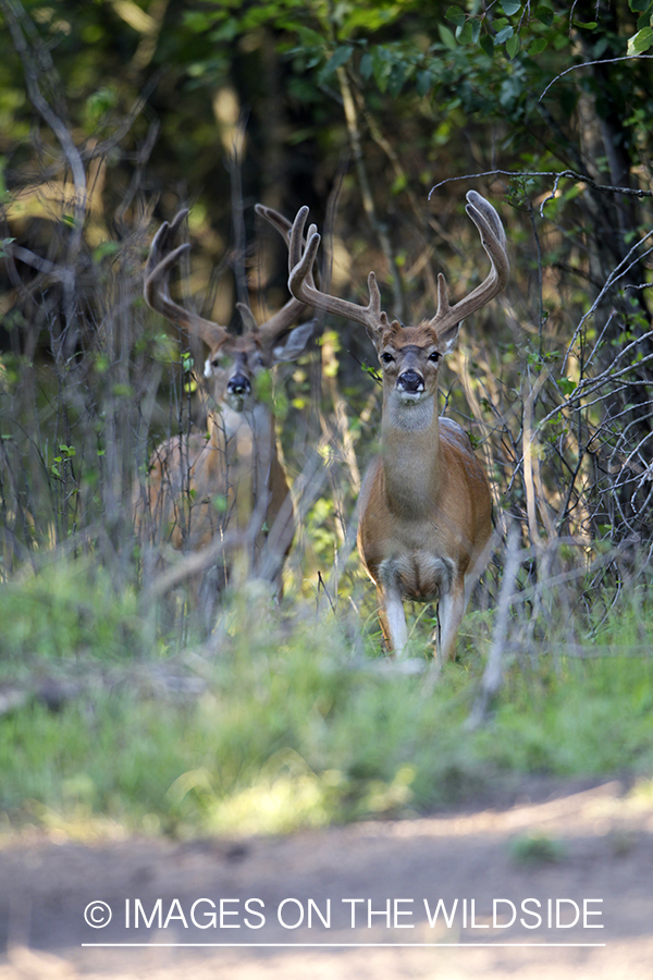 White-tailed buck in velvet.  