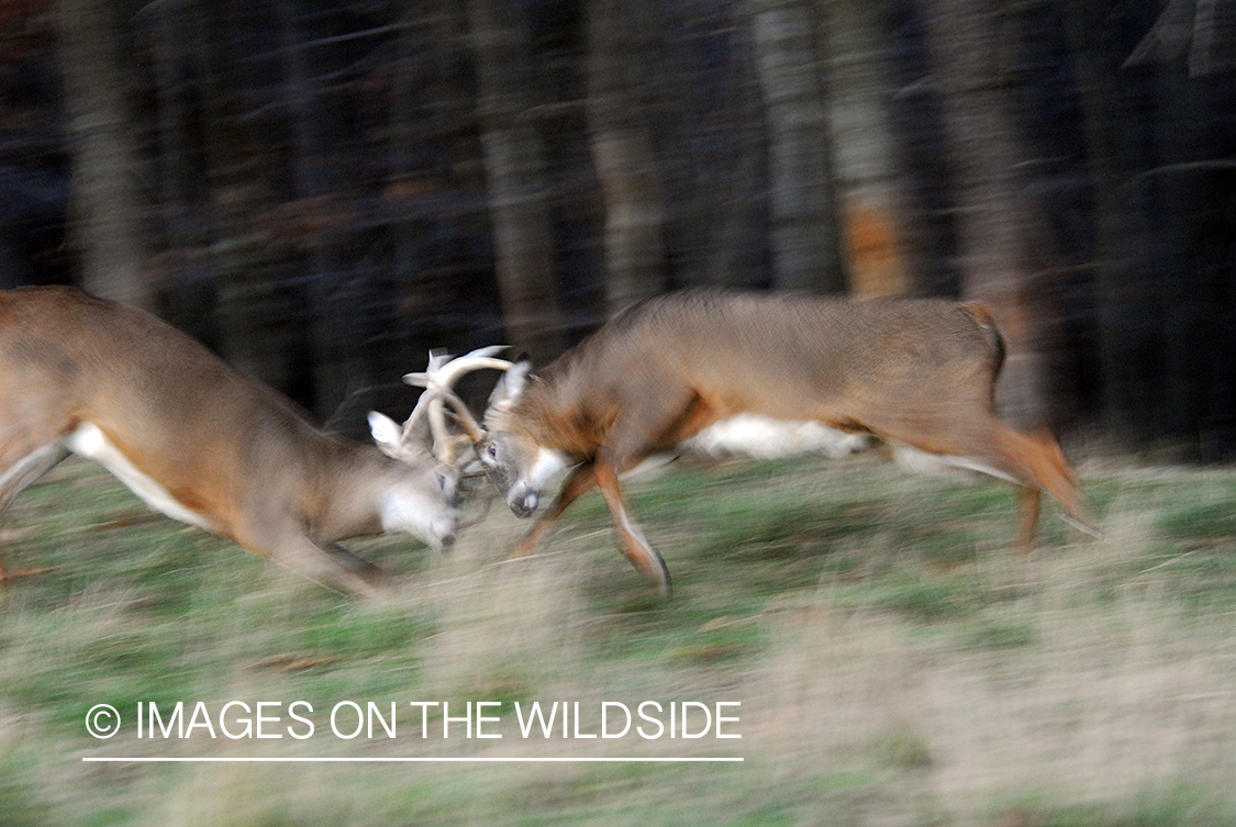 White-tailed bucks fighting. 