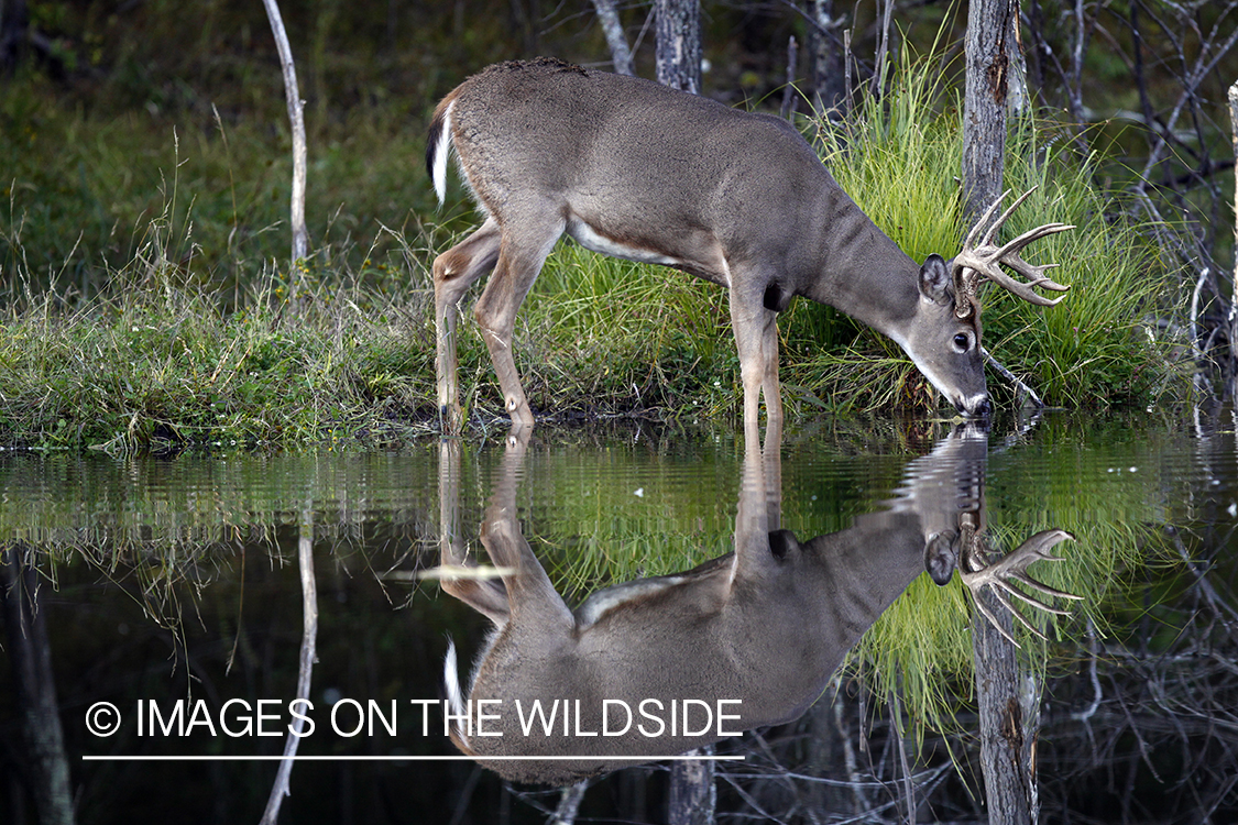 White-tailed buck with reflection. 