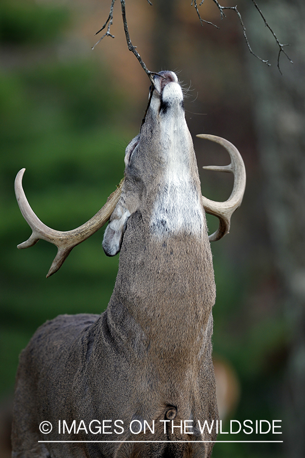 White-tailed buck investigating tree branch. 