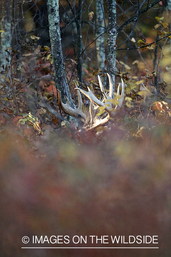 White-tailed buck in habitat. 