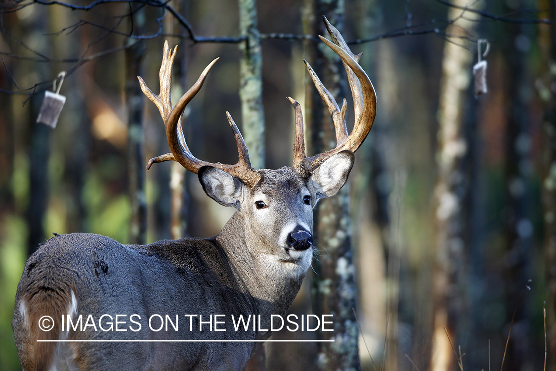 White-tailed buck with scent packet. 