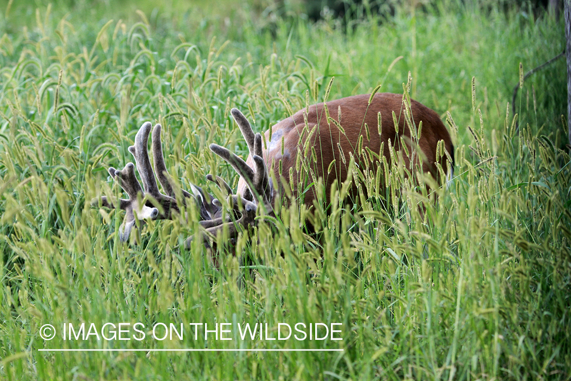 White-tailed buck in velvet.