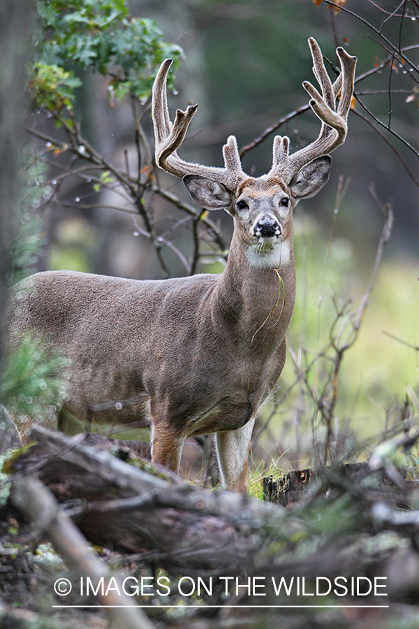 White-tailed buck in habitat.