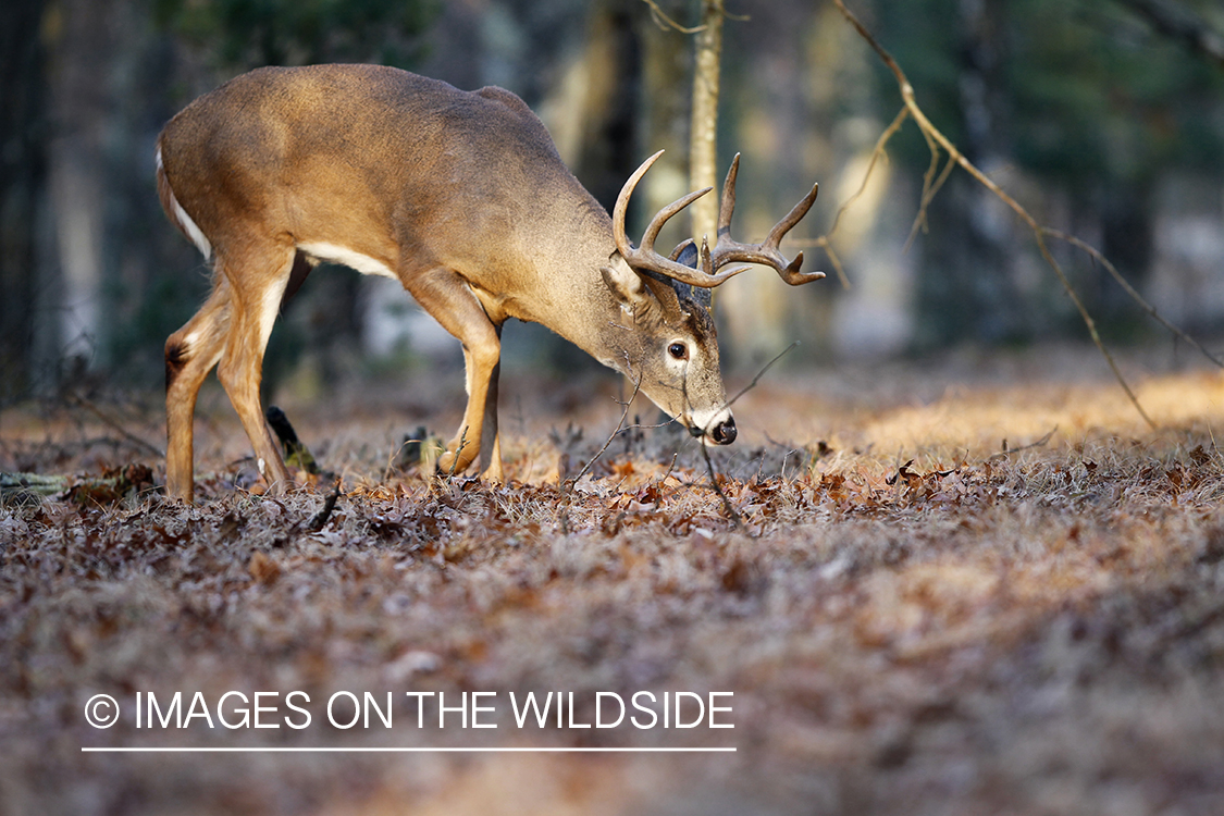 White-tailed buck in habitat.