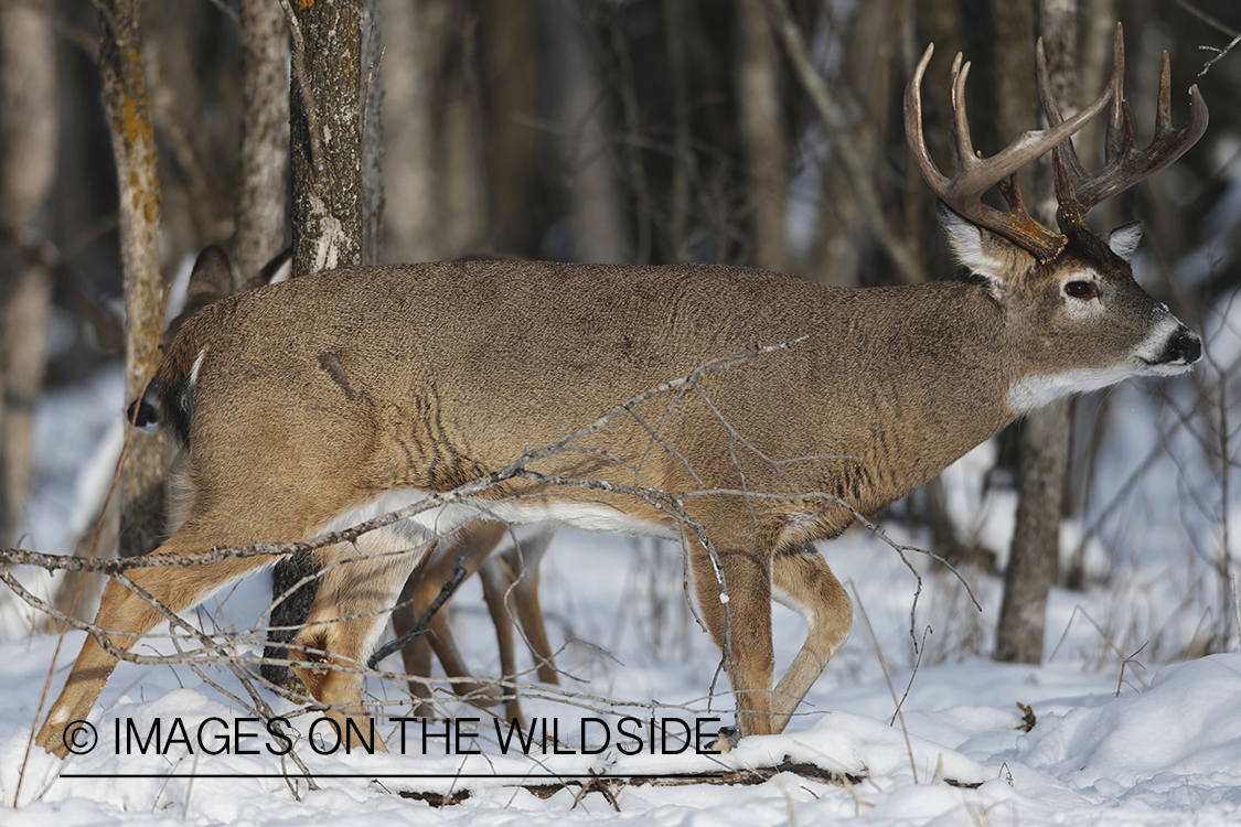 White-tailed buck in winter habitat.