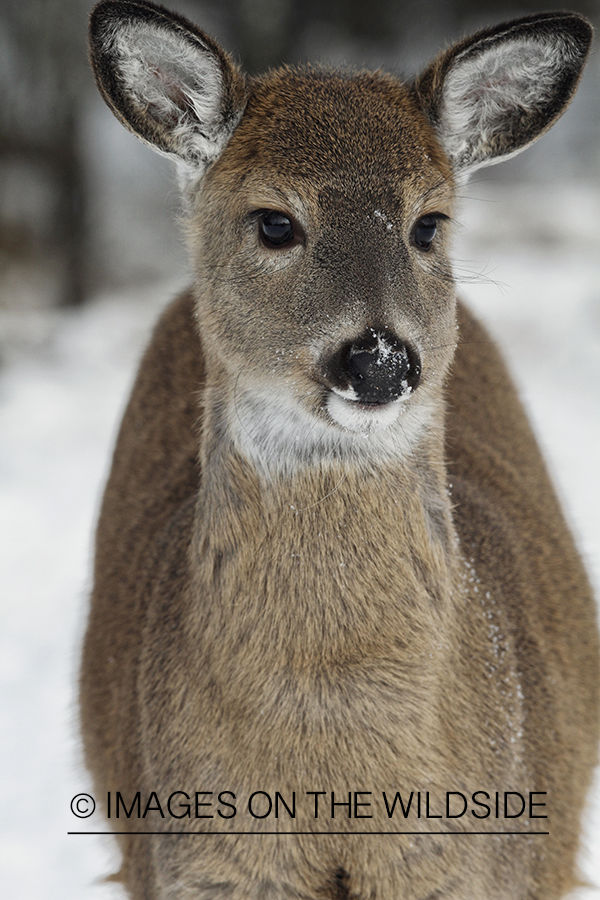 White-tailed fawn in habitat.