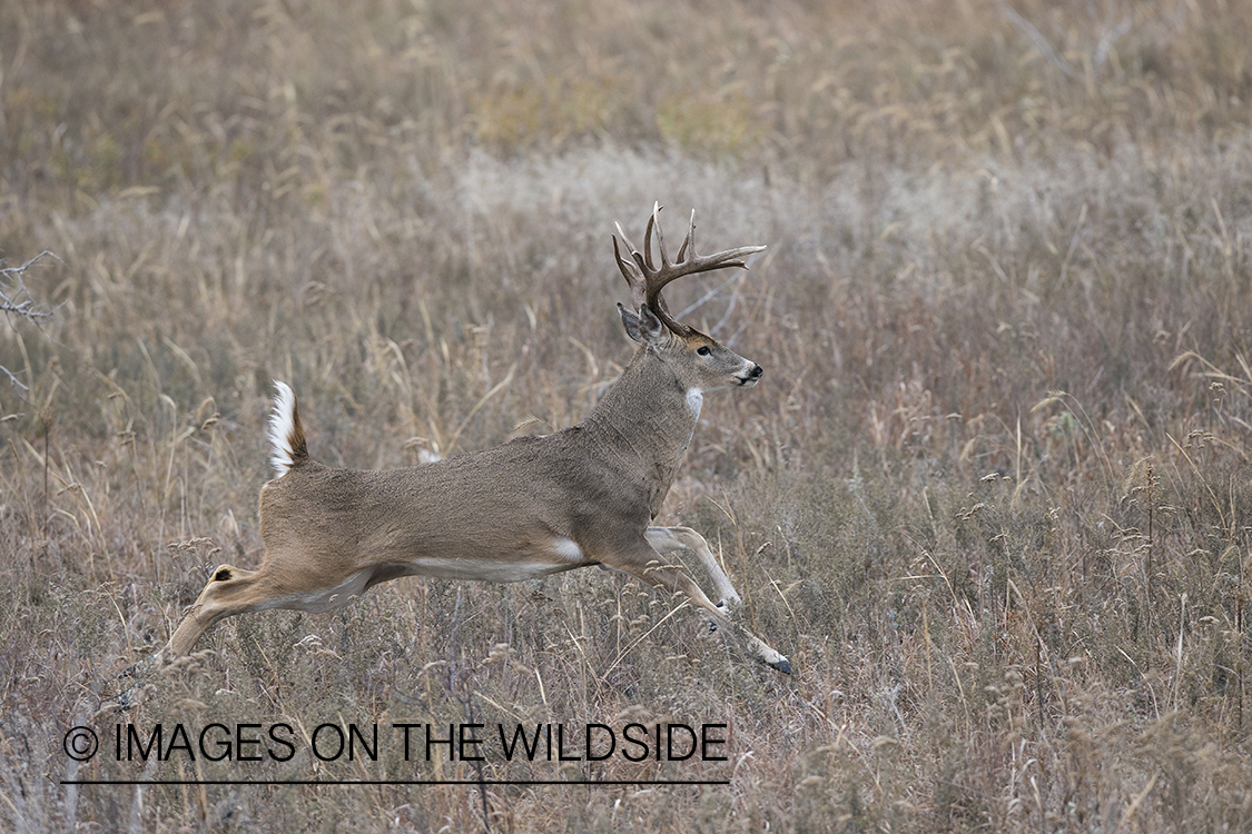 White-tailed buck running in habitat.