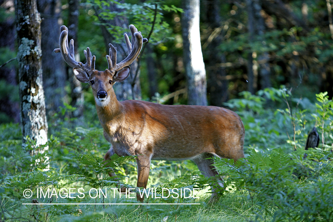 White-tailed buck in habitat.