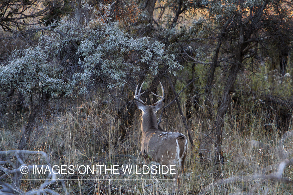 View of White-tailed buck in habitat from tree stand.