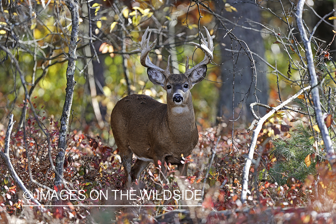 White-tailed buck in habitat.