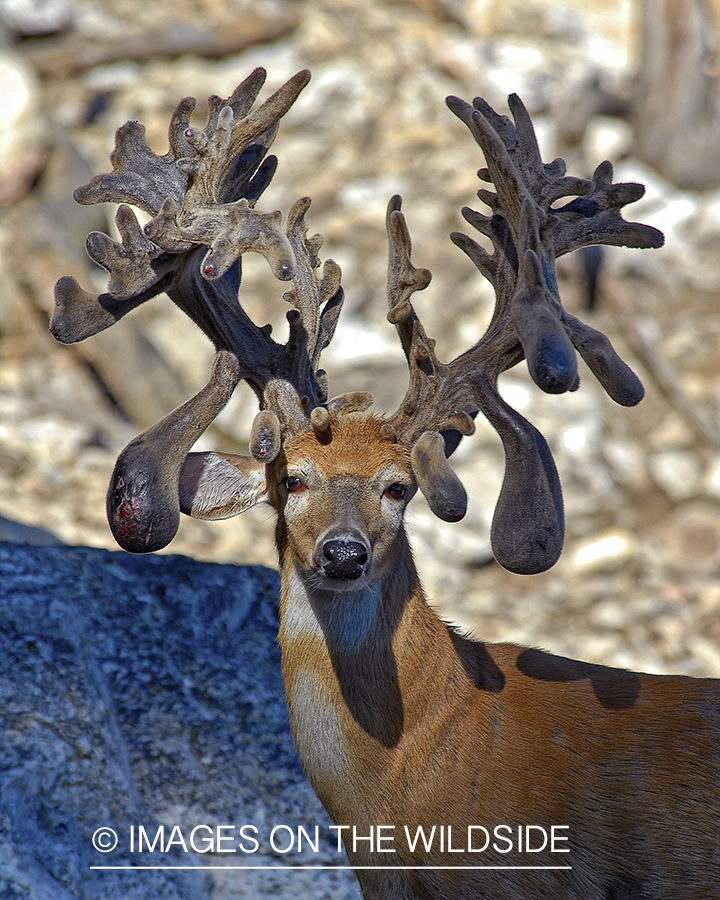 White-tailed buck shedding velvet.