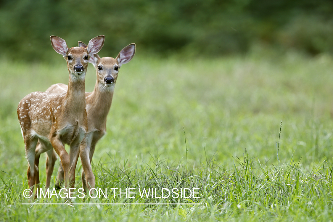 White-tailed fawns in habitat.