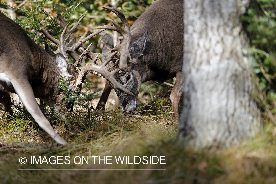 White-tailed bucks fighting in habitat.