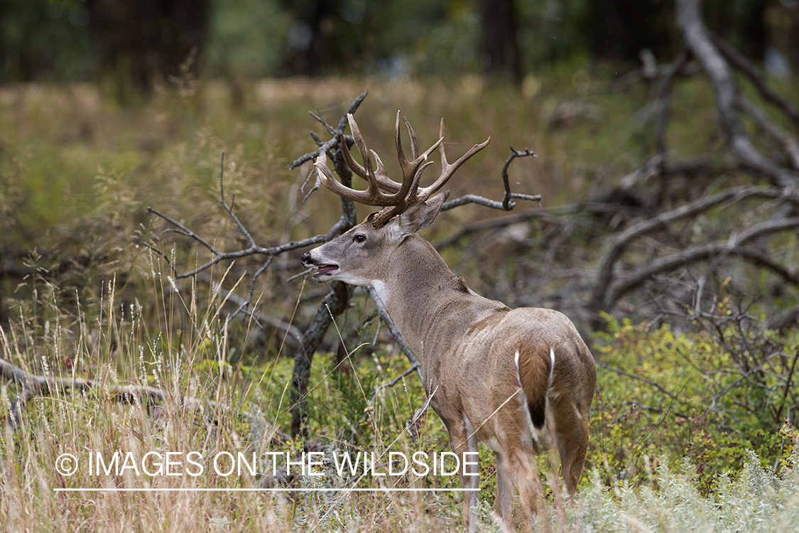 White-tailed buck bugling during the rut.