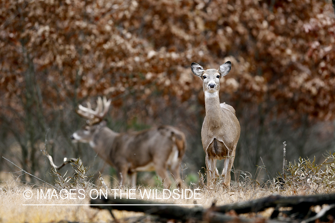 White-tailed buck approaching doe in the rut. 