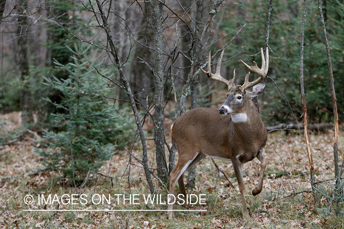 White-tailed buck with scrape in habitat.