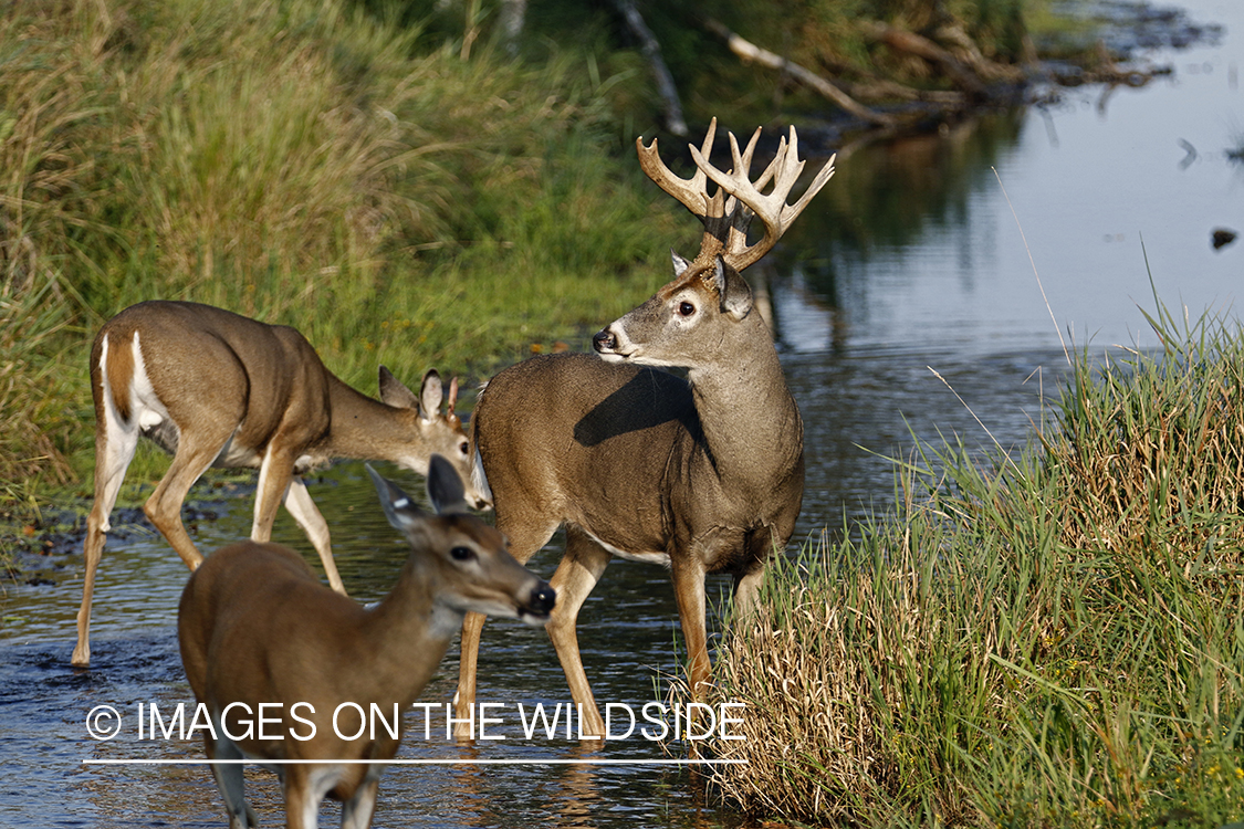 White-tailed Bucks in Velvet in creek.